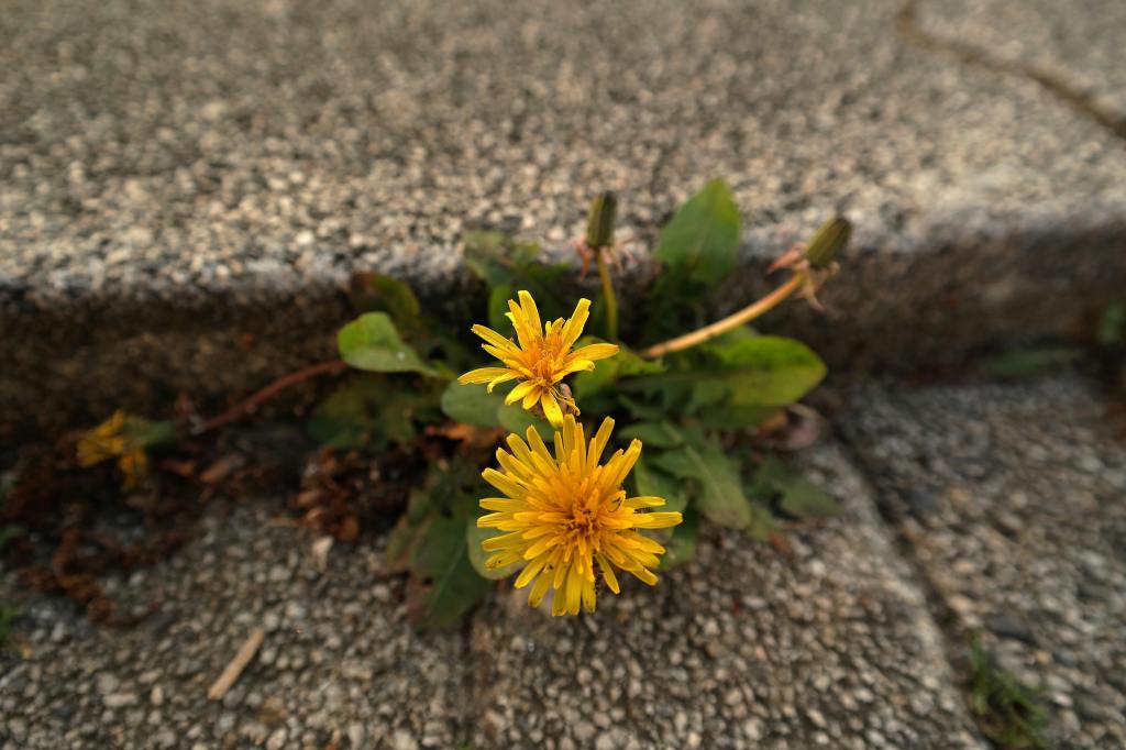 dandelions growing through the pavement